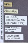 Etiketten zu Athous tomentosus (NHMW-ZOO-COL-0008545)